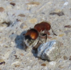Pseudomethoca oceola