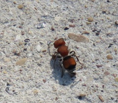 Pseudomethoca oceola