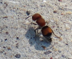 Pseudomethoca oceola