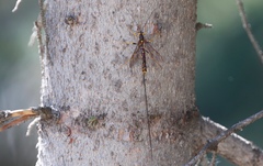 Megarhyssa nortoni