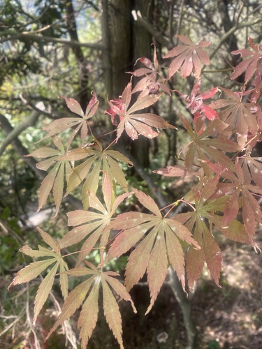 Japanese maple