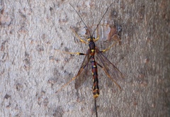 Megarhyssa nortoni