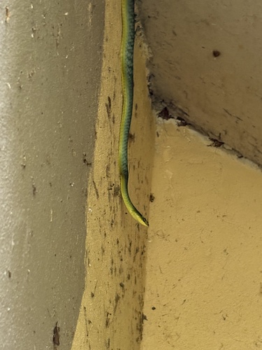 Common Tree Snake sighting