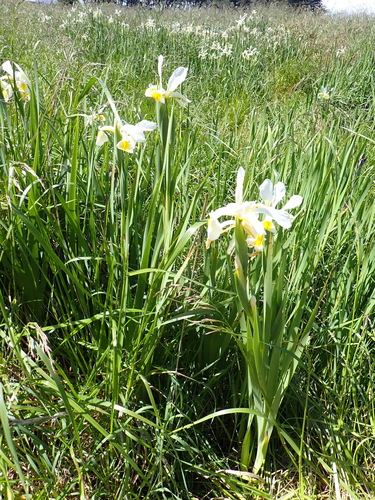 Image of Iris orientalis by (c) Arnim Littek, some rights reserved (CC BY)