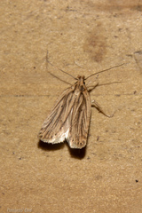 Agonopterix umbellana