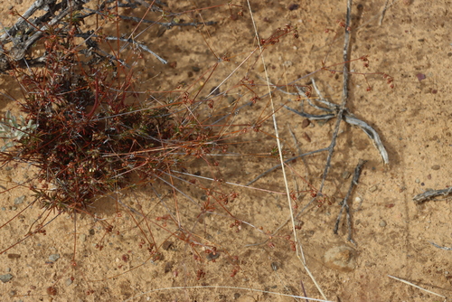 Pharnaceum elongatum (Pharnaceum elongatum)