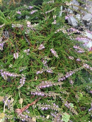 Calluna