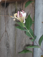 Lonicera periclymenum