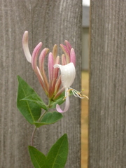 Lonicera periclymenum
