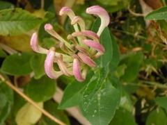 Lonicera periclymenum