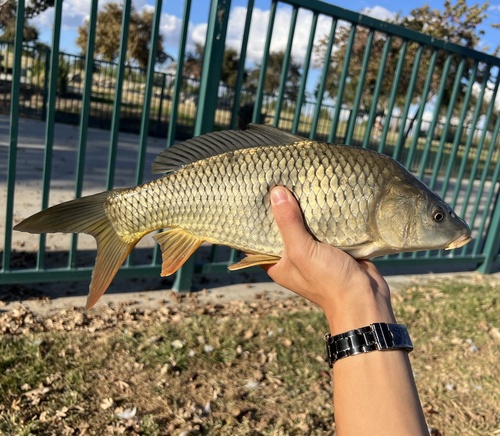 European Carp, photo 7 of 8