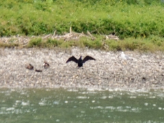 Phalacrocorax carbo