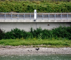 Phalacrocorax carbo