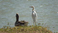 Egretta thula