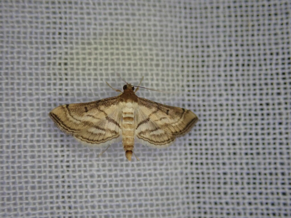 Trapeze Moth