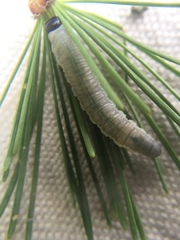 Pristiphora erichsonii