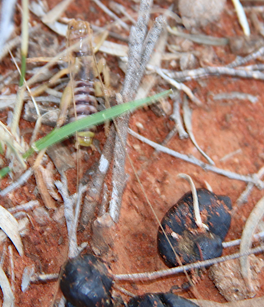Insects from Naree Station (BHA), NSW, Australia on September 2, 2014 ...