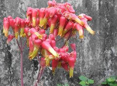 Kalanchoe gastonis-bonnieri