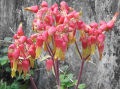 Kalanchoe gastonis-bonnieri