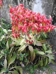 Kalanchoe gastonis-bonnieri