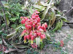 Kalanchoe gastonis-bonnieri