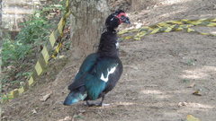 Cairina moschata domestica