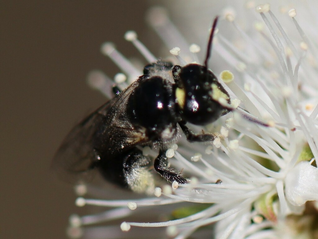 Black Reed Bees from Sydney NSW, Australia on October 29, 2024 at 04:05 ...
