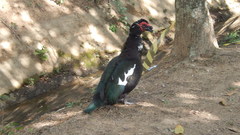 Cairina moschata domestica