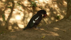 Cairina moschata domestica