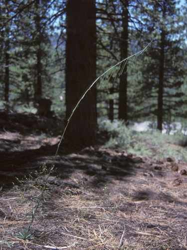 Washoe Tall Rockcress (Boechera rectissima)