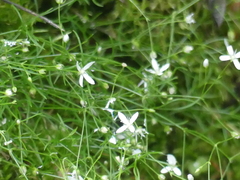 Moehringia muscosa