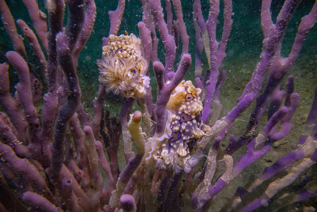Dendrodoris gunnamatta