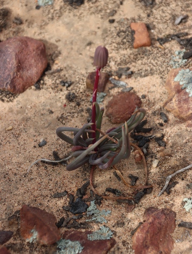 Curio acaulis, photograph 1
