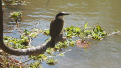 Pitangus sulphuratus