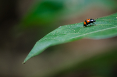 Iphiclus bistrifoliatus