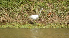 Ardea alba