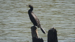 Nannopterum brasilianum