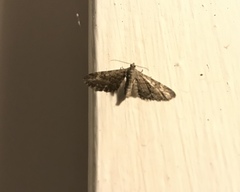 Eupithecia vulgata