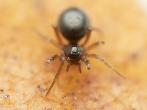 Coos Bay Spinster Money Spider