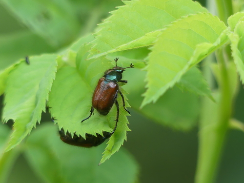 Grikinukas nuotrauka
