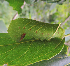 Pachysphinx modesta