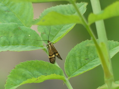 Nemophora degeerella