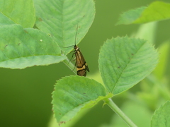 Nemophora degeerella