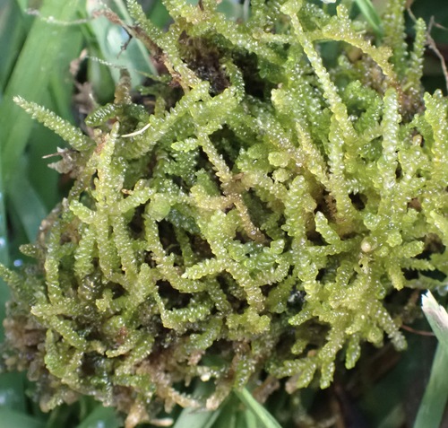 Lembophyllum clandestinum observed 2024-07-02