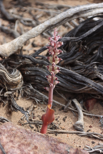 Lachenalia suaveolens