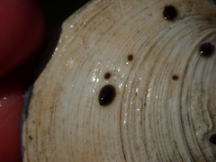 Crepidula fornicata