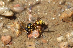 Ancistrocerus lineativentris