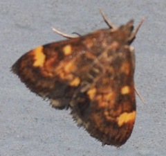 Pyrausta generosa