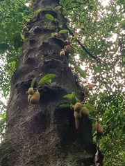 Chempedak (Artocarpus integer)