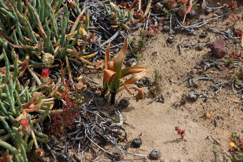 Image of Bellow Squill (Drimia physodes) by (c) Tony Rebelo, some rights reserved (CC BY-SA)